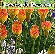 Kniphofia Rooperi, Poker Pflanze Rooperi, Red Hot Poker Rooperi, Fackel Lily Rooperi, Tritoma Rooperi, AGM kniphofia, Roopers Red Hot Poker, Roopers Poker Pflanze, Roopers Fackel Lily, Roopers Tritoma