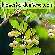 Sorbus 'Joseph Rock', Eberesche 'Joseph Rock', kleiner Baum, gelbe Frucht, gelbe Beeren, Winterfrüchte, Herbstlaub