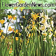Crocosmia John Stiefel, Crocosmia x Crocosmiiflora John Stiefel, Montbretia John Stiefel, Coppertips John Stiefel, Sternschnuppen John Boots