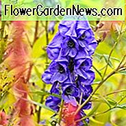 Aconitum carmichaelii 'Arendsii', Eisenhut 'Arendsii', Mönchs-Haube 'Arendsii', Aconit 'Arendsii', Wolfsbann 'Arendsii', Fuzi 'Arendsii', Mönchsblut 'Arendsii', Blaue Blumen, Lila Blumen