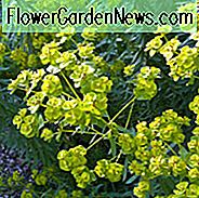 Euphorbia Seguieriana subsp. Niciciana, Sibirische Wolfsmilch, Euphorbia Reflexa, Gelbe Blüten, Trockenheitstolerante Staude, Rehe resistente mehrjährige, kaninchenbeständige Staude