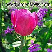 Tulipa Don Quichotte, Tulip 'Don Quichotte', Triumph Tulip 'Don Quichotte', Triumph Tulips, Spring Bulbs, Lentebloemen, Tulipe Don Quichotte, Triumph Tulip, Roze tulpen, Purpere tulpen, Tulpen Triomphe