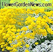 Aurinia Saxatilis, Goldkorb, Alyssum Saxatilis, Goldener Alyssum, Goldstaub, gelber Alyssum, Madwort, Goldentuft