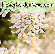 Aurinia Saxatilis, Goldkorb, Alyssum Saxatilis, Goldener Alyssum, Goldstaub, gelber Alyssum, Madwort, Goldentuft