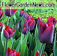 Tulipa 'Greuze', Tulpe 'Greuze', Single Spät Tulpe 'Greuze', Single Spät Tulpen, Frühlingszwiebeln, Frühlingsblumen, rosa Tulpe, lila Tulpe, Single Late Tulip