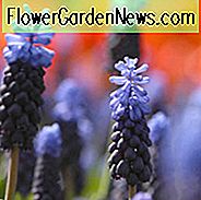 Muscari Latifolium, Traubenhyazinthe, Breitblättrige Traubenhyazinthe, Frühlingszwiebeln, Frühlingsblumen, Blauer Muscari, Mittlere Frühlingszwiebeln, Späte Frühlingszwiebeln