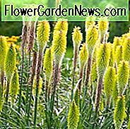 Kniphofia 'Percy's Pride', Red Hot Poker 'Percy's Pride', Poker-Pflanze 'Percy's Pride', Fackel-Lilie 'Percy's Pride', Tritoma 'Percy's Pride', gelbe Blüten, Spätsommer-Staude