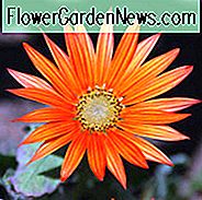 Arctotis, arctotis x hybrida, Arctotis x hybrida Flamme, trockene tolerante Blumen, orange Blumen, orange afrikanische Gänseblümchen