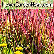 Imperata Cylindrica 'Roter Baron', Japanisches Blutgras 'Roter Baron', Imperata Cylindrica 'Rubra', Cogongras 'Roter Baron', Imperata Cylindrica var. Koenigii, Ziergräser, Ziergras, Ziergräser, Gräser, Rote Gräser