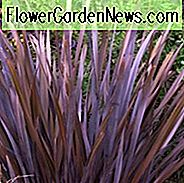 Phormium tenax Purpureum Gruppe, Neuseeland Flachs Purpureum Gruppe, Phormium Tenax 'Purpureum', lila Neuseeland Flachs, Phormium 'Wilwood', dunkle Phormium, Hardy Phormium, Bronze Phormium, Schokolade Phormium, lila Phormium