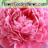 Paeonia Lactiflora 'Sarah Bernhardt', Pfingstrose 'Sarah Bernhardt', 'Sarah Bernhardt' Pfingstrose, weiße Blüten, weiße Pfingstrosen, rosa Blüten, rosa Pfingstrosen, duftende Pfingstrosen