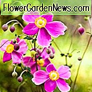 Anemone Hadspen Fülle, Anemone hupehensis Hadspen Abundance, Japanische Anemone Hadspen Abundance, Windflower Hadspen Abundance, Spätsommer Staude, Pink Anemone