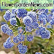 Ceanothus Concha, California Lilac Concha, blaue Blumen, duftende Sträucher, immergrüne Sträucher