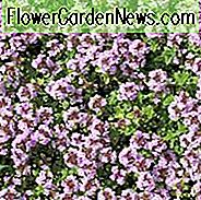 Kriechender Thymian, Wilder Thymian, Breckland-Thymian, Trockenheitstolerante Staude, Küstenpflanze, aromatische Staude, duftende Staude