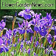 Sibirische Iris Caesars Bruder wächst Informationen, Iris Siberica Caesars Bruder wächst Informationen, Sibirische Flagge Caesars Bruder wächst Informationen