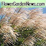 Miscanthus Sinensis 'Gracilimus', Jungferngras 'Gracilimus', Eulalia 'Gracilimus', Chinesisches Silbergras 'Gracilimus', Trockenheitstoleranzpflanze, Ziergras Gracillimus, pflegeleichtes Ziergras