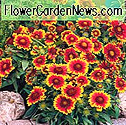Gaillardia 'Arizona Sun', Decke Blume 'Arizona Sun', Gaillardia x Grandiflora 'Arizona Sun', Decke Blumen, gelbe Blumen, Bicolor Blumen, Trockenheit tolerante Blumen, Salz tolerant Blumen
