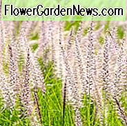 Pennisetum Setaceum, purpurrotes Brunnen-Gras, afrikanisches Brunnen-Gras, Brunnen-Gras, karminrisches Gras, Pennisetum rueppellii