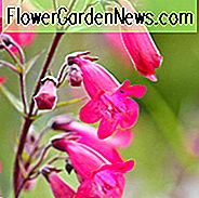 Penstemon 'Andenken an Friedrich Hahn', Bartfaden 'Granat', Bartzungen-Granat, Bartfaden 'Andenken an Friedrich Hahn', Penstemon 'Granat', Penstemon 'Granat Rot', Penstemon campanulatus 'Granat', Penstemon 'Andenken und Friedrich Hahn', Roter Penstemon, immergrüner Penstemon
