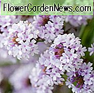 Verbena rigida f. lilacina 'Polaris', Schlanke Vervain Polaris, Verbena Polaris, Lila Sommerblumen, Lavendelblüten, Trockenheit tolerant Pflanze