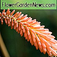 Kniphofia 'Timothy', Red Hot Poker 'Timothy', Pokerpflanze 'Timothy', Fackel Lily 'Timothy', Tritoma 'Bienen' Timothy ', orange Blüten, gelbe Blüten, Sommer Staude