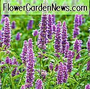 Agastache Rugosa, Koreanische Minze, Purple Giant Ysop, Runzlige Riesenyssop, Blue Licorice, Indische Minze, Patchouli Kraut, lila Blüten