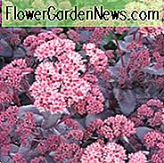 Sedum 'Lila Kaiser', Sedum Telephium 'Lila Kaiser', Sedum 'Lila Kaiser', Orpine 'Lila Kaiser', Fetthenne 'Lila Kaiser', Sedum 'Washfield Lila'