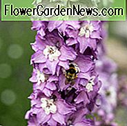 Delphinium 'Magic Fountain Lavender', Delphinium x Elatum 'Magic Fountain' Serie, Delphinium 'Magic Fountain' Serie, Delphinium 'Magic Fountains', Delphinium Elatum 'Magic Fountains', Lavendel Delphinium, Lavendelblüten