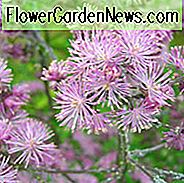 Thalictrum Aquilegifolium, Thalictrum aquilegiifolium, Meadow Rue, Rue, Französische Wiesenraute, Columbine Meadow Rue, gefiederte Akelei, Spanish Tuft, Tufted Columbine, Lavendelblüten, lila Blüten, mehrjährige, mehrjährige Pflanze, Stauden