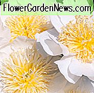 Paeonia Lactiflora 'Cheddar Charm', Pfingstrose 'Cheddar Charm', 'Cheddar Charm' Pfingstrose, chinesische Pfingstrose 'Cheddar Charm', gemeinsame Garten Pfingstrose 'Cheddar Charm', weiße Pfingstrosen, weiße Blüten, rosa Pfingstrosen, rosa Blüten, Fr