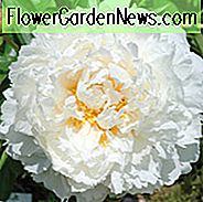 Paeonia Lactiflora 'Bowl of Cream', Pfingstrosen 'Cream', 'Bowl of Cream' Pfingstrosen, weiße Blüten, weiße Pfingstrosen, duftende Pfingstrosen