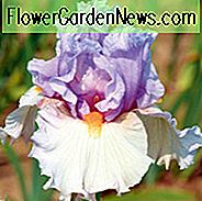 Iris 'Belgian Princess', Hohe Schwertlilie 'Belgian Princess', Iris Germanica 'Belgian Princess', Duftende Schwertlilien, Duftende Schwertlilien, Mittelblättrige Schwertlilien, Zweifarbige Schwertlilien, Schwertlilien