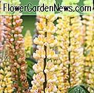 Lupinus 'Galerie Gelb', Lupine 'Galerie Gelb', Lupine 'Galerie Gelb', Galerie Serie, Russel Hybriden, Gelbe Blumen, Cremefarbene Blumen