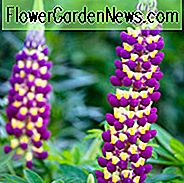 Lupinus 'Manhattan Lights', Lupin 'Manhattan Lights', Lupin 'Manhattan Lights', Band der Noble Series, Russel Hybriden, Bicolor Blumen, Lila Blumen, Malvenblüten, Gelbe Blumen