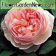 Rose 'Sharifa Asma', Ausreef, Rosa 'Sharifa Asma', Englische Rose 'Sharifa Asma', David Austin Rosen, Englische Rosen, Strauchrosen, Rosa Rosen, sehr duftende Rosen, Rosensträucher, Gartenrosen