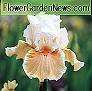Iris 'Magharee', Hohe Schwertlilie 'Magharee', Iris Germanica 'Magharee', Spätblättrige Schwertlilien, Iris, Iris, Zweifarbige Iris