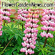 Lupinus 'The Chatelaine', Lupine 'The Chatelaine', Lupine 'The Chatelaine', Band der Noble Series, Russel Hybriden, Bicolor Blumen, rosa Blüten