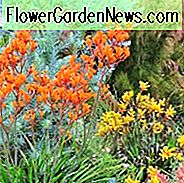 Anigozanthos, Känguru-Pfote, trockene tolerante Blumen, orange Blumen, rote Blumen, gelbe Blumen, rosafarbene Blumen