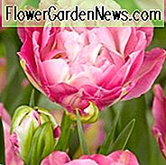 Tulipa 'Double Sugar', Tulip 'Double Sugar', Double Late Tulip 'Double Sugar', Double Late Tulips, Spring Bulbs, Spring Flowers, Pink Tulips, Tulipes Doubles Tardives
