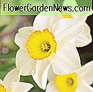 Narcissus Sempre Avanti, narcis 'Sempre Avanti', grootbloemige narcis 'Sempre Avanti', grootbloemige narcissen, voorjaarsbollen, lentebloemen, grootbloemige narcis, Narcisse grande couronne, vroege narcis in het voorjaar, half lente narcis