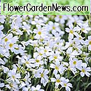 Cerastium Tomentosum, Schnee im Sommer, Dusty Miller, Jerusalem Star, Schnee Pflanze, Wooly Mouse-Ohr Sandkraut, weiße Blüten, Bodendecker, Groundcover, mehrjährige Bodendecker