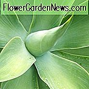Agave attenuata, Fuchsschwanzagave, Löwenschwanzagave, Schwanenhalsagave, Agave cernua, Agave glaucescens, Agave pruinosa