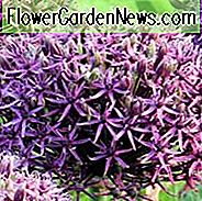 Allium 'Firmament', Zierzwiebel 'Firmament', Zierlauch 'Firmament', Frühlingszwiebeln, Frühlingsblumen, Riesenzwiebeln, Purpurblüten