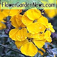 Erysimum 'Walbertons duftender Sonnenschein', Mauerblümchen 'Walbertons duftender Sonnenschein', Erysimum 'duftender Sonnenschein', gelbes Mauerblümchen, gelbes Erysimum