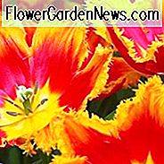 Tulipa 'Davenport', Tulpe 'Davenport', gefranste Tulpe 'Davenport', gefranste Tulpen, Frühlingszwiebeln, Frühlingsblumen, rote Tulpen, gelbe Tulpen, zweifarbige Tulpen, Tulpen Dentelle