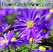 Anemone blanda Blaue Schattierungen, Anemone 'Blue Shades', Grecian Windflower 'Blaue Schattierungen', Wood Anemone 'Blue Shades', Frühlingsblumen, Frühlingszwiebeln, Frühe Frühlingszwiebel, blaue Blüten im zeitigen Frühjahr