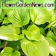 Hosta Plantaginea, Wegerich Lilie, duftende Hosta, duftende Wegerich Lilie, Schatten Stauden, Pflanzen für den Schatten, August Lily