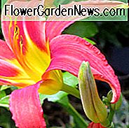 Hemerocallis-Herbst-Akzent, Daylily-Herbst-Akzent, Tageslilie-Herbst-Akzent, Herbst-Akzent-Daylily, sehr Spätjahreszeit Daylily, rote Daylilies, rote Daylily, Tageslilien, rote Blumen, roter Hemerocallis