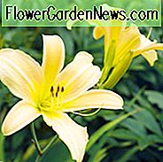 Hemerocallis Hyperion, Taglilie Hyperion, Taglilie Hyperion, Hyperion Daylily, Mittagszeit Taglilie, gelbe Taglilien, gelbe Taglilie, gelbe Blüten, gelbe Hemerocallis