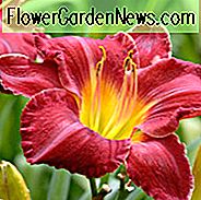 Hemerocallis Charles Johnston, Taglilie Charles Johnston, Taglilie Charles Johnston, Charles Johnston Daylily, frühe Mittagszeit Daylily, rote Daylilies, rote Daylily, Tageslilien, rote Blumen, roter Hemerocallis